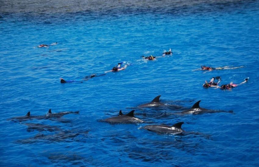 Dolphin House 9